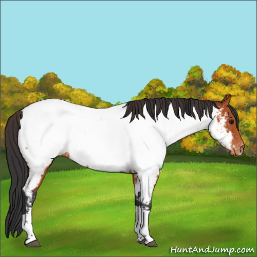 Horse Color:Bay Tobiano Appaloosa 