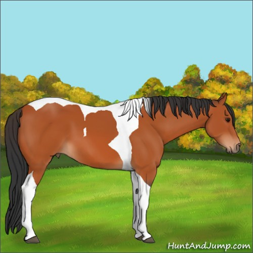 Horse Color:Bay Tobiano