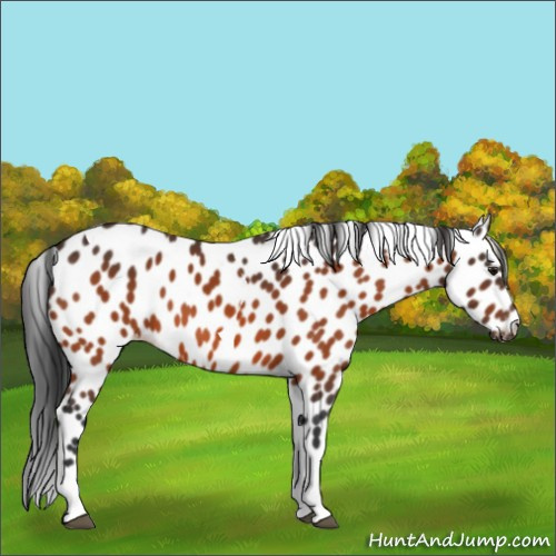 Horse Color:Bay Tobiano Appaloosa 