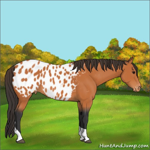 Horse Color:Bay Tobiano Appaloosa 