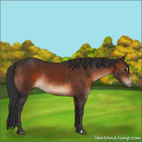 Horse Color:Brown Sabino Rabicano 
