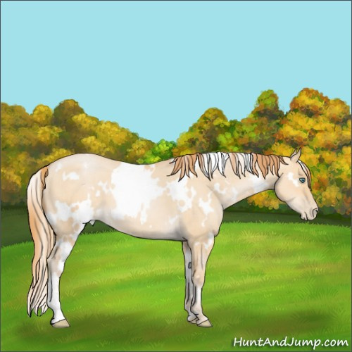 Horse Color:White Spotted Smoky Grullo Pearl 