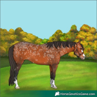 Horse Color:Bay Ice 