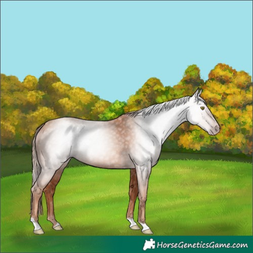 Horse Color:Gray Gold Champagne Tobiano 