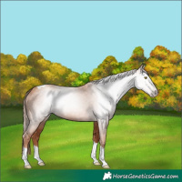 Horse Color:Gray Gold Champagne Tobiano 