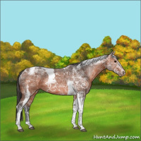 Horse Color:Bay Ice Tobiano Rabicano