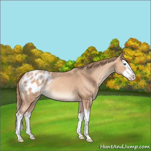 Horse Color:Gold Champagne Splash Appaloosa 