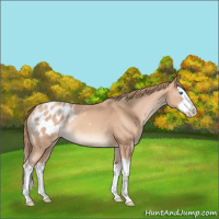 Horse Color:Gold Champagne Splash Appaloosa 