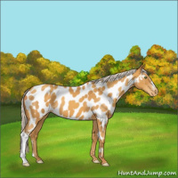 Horse Color:Silver Sable Cream Champagne Appaloosa 