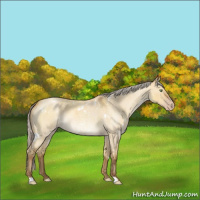 Horse Color:White Spotted Silver Sable Cream Champagne Roan Dun 