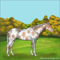 Horse Color:White Spotted Silver Sable Champagne 
