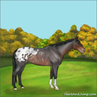 Horse Color:Brown Roan Appaloosa