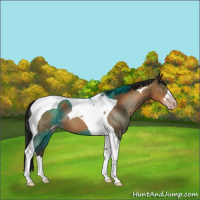 Horse Color:Gray Sable Champagne Tobiano