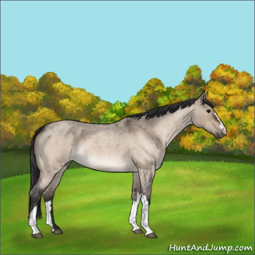 Horse Color:Bay Roan Dun