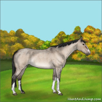 Horse Color:Bay Roan Dun 