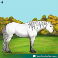 Horse Color:Gray Bay Roan Dun