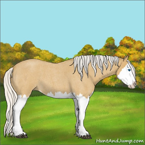 Horse Color:Silver Buckskin Roan Splash 