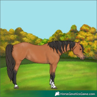 Horse Color:Bay 
