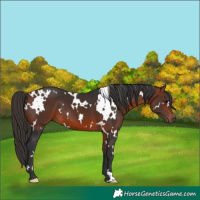 Horse Color:White Spotted Bay 