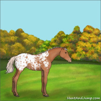 Horse Color:Silver Bay Appaloosa 