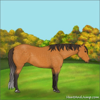 Horse Color:Buckskin 
