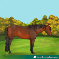 Horse Color:Bay 