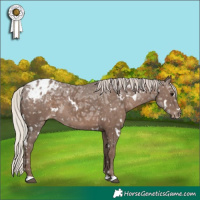 Horse Color:White Spotted Silver Black Ice Appaloosa 