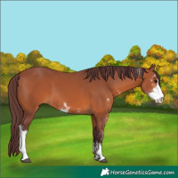 Horse Color:Chocolate Bay Sabino 