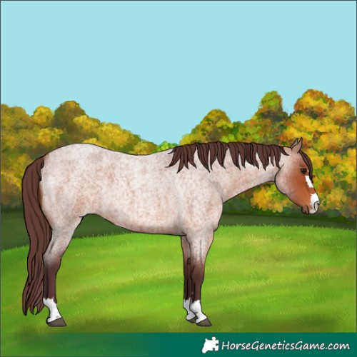 Horse Color:Chocolate Bay Roan