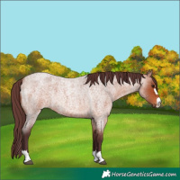 Horse Color:Chocolate Bay Roan 