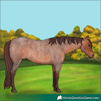 Horse Color:Chocolate Brown Roan 