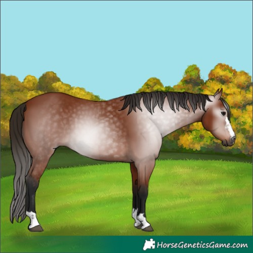 Horse Color:Gray Bay