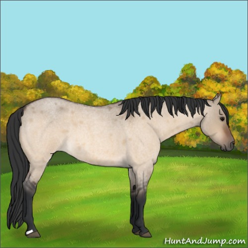 Horse Color:Bay Roan Dun 