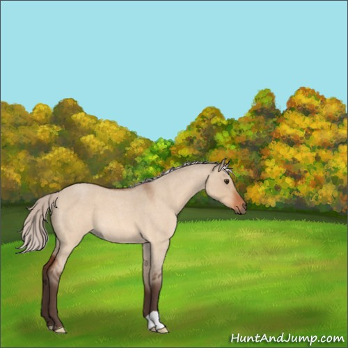 Horse Color:Silver Brown Roan Dun 