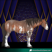 Horse Color:Bay Sabino 