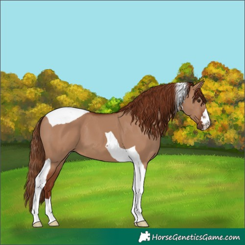 Horse Color:Red Dun Tobiano
