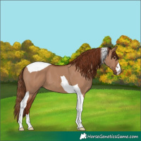 Horse Color:Red Dun Tobiano
