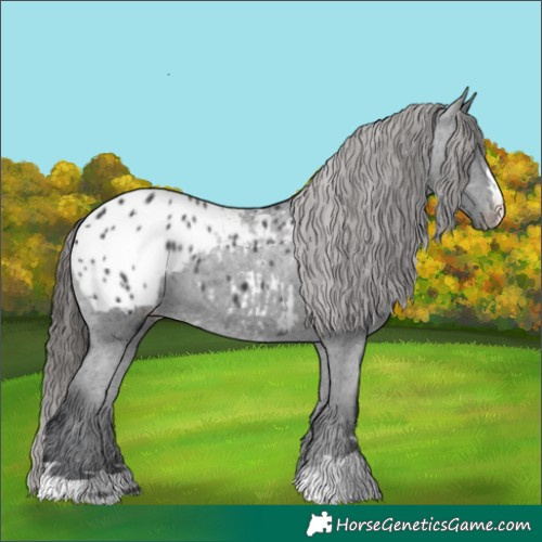 Horse Color:Black Appaloosa 