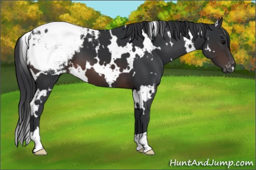 Horse Color:White Spotted Brown Appaloosa 