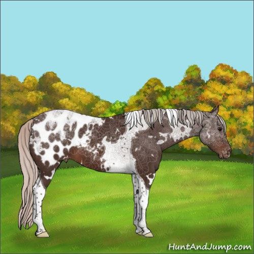 Horse Color:White Spotted Silver Brown Tobiano Appaloosa 