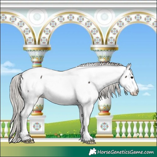 Horse Color:White Spotted Silver Brown Appaloosa 