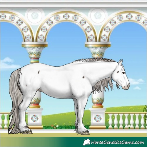 Horse Color:White Spotted Silver Brown Appaloosa 