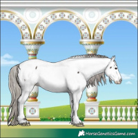 Horse Color:White Spotted Silver Brown Appaloosa 