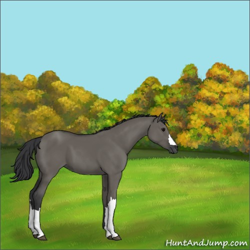 Horse Color:Grullo 