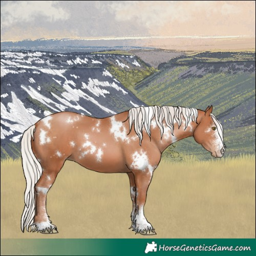 Horse Color:White Spotted Silver Brown Pearl Sabino 