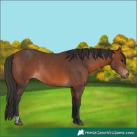 Horse Color:Brown Rabicano  and Bay Rabicano 