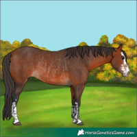 Horse Color:Bay Rabicano  and Bay Rabicano 