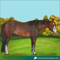 Horse Color:Bay Rabicano  and Bay Rabicano 