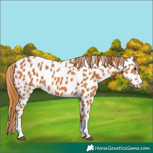 Horse Color:Chestnut Appaloosa 