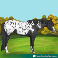 Horse Color:Black Near Leopard 